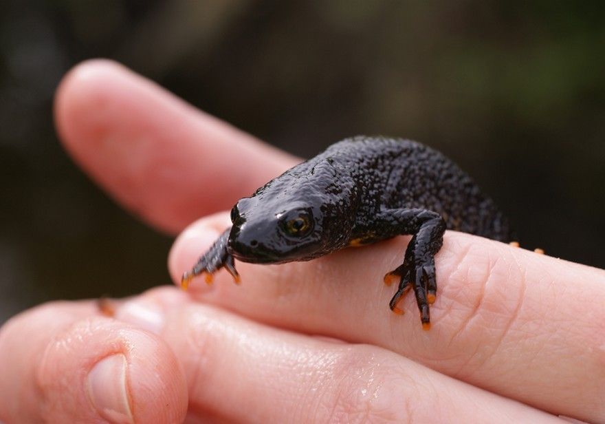 Pc Enviro Great Crested Newt