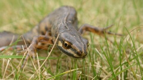 Smooth Newt Environmental Planning Services