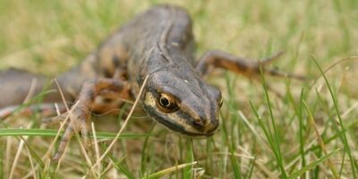 Smooth Newt Environmental Planning Services