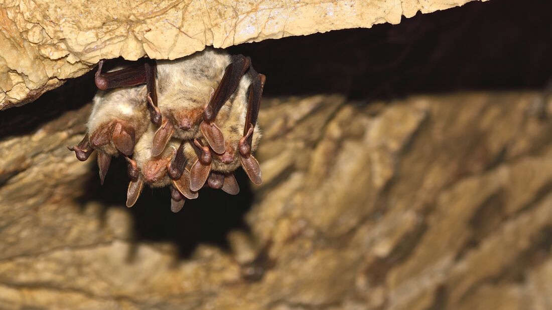 Environmental Services Bats Ecology Shutterstock 555847315