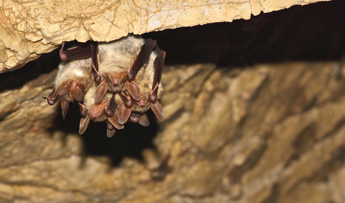 Pc Enviro Bats Ecology Shutterstock 555847315