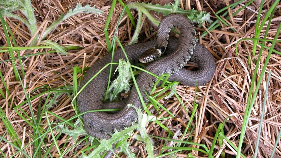 Environmental Services Grass Snake Ecology Reptile Survey