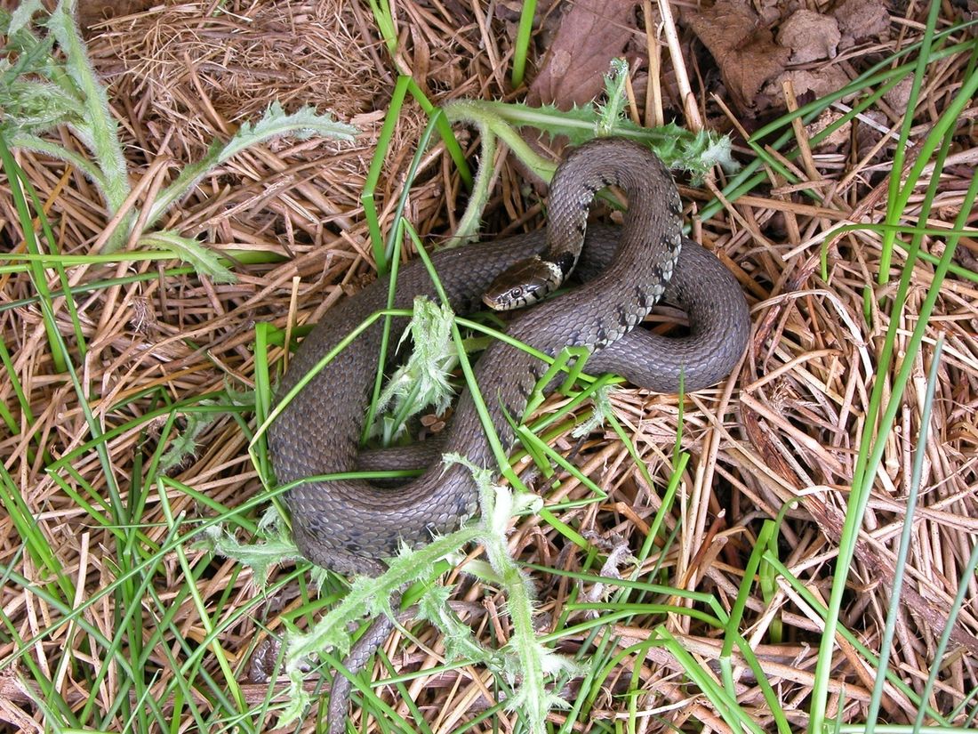 Pc Enviro Grass Snake Ecology Reptile Survey
