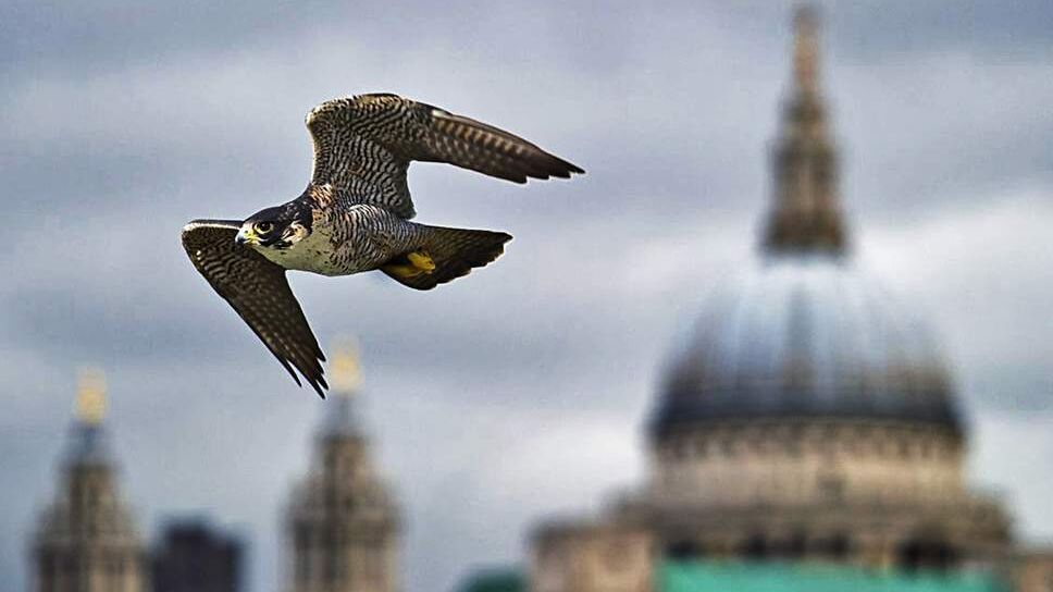 Generic London Peregrine Falcon
