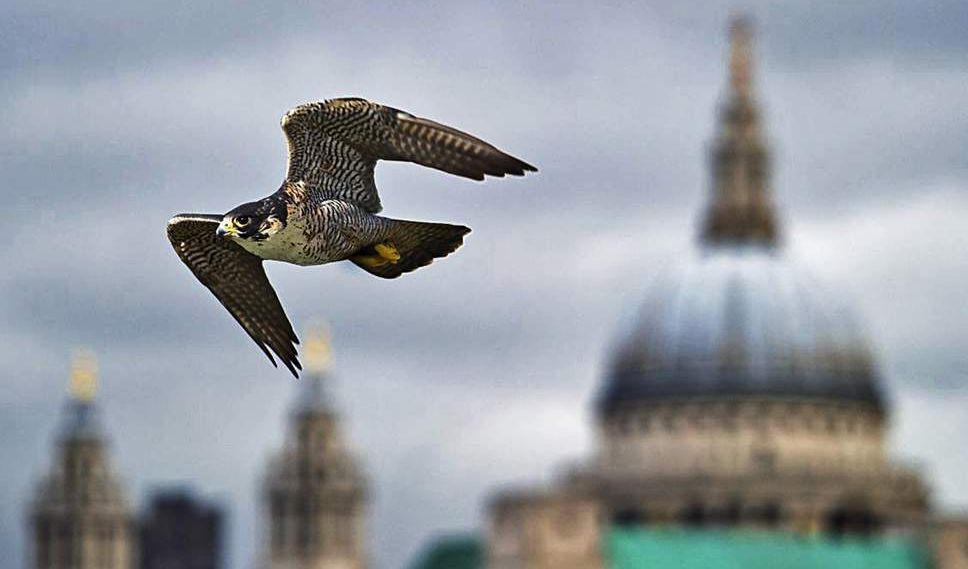 Generic London Peregrine Falcon